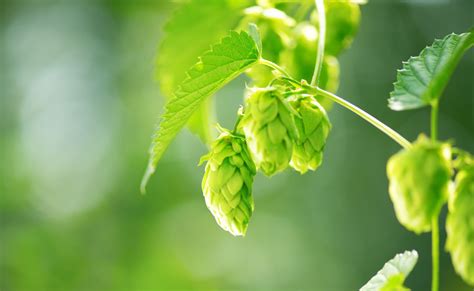 The Importance of Measuring Moisture in Hops Harvesting